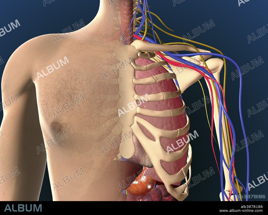 Cutaway view of male chest showing lung.