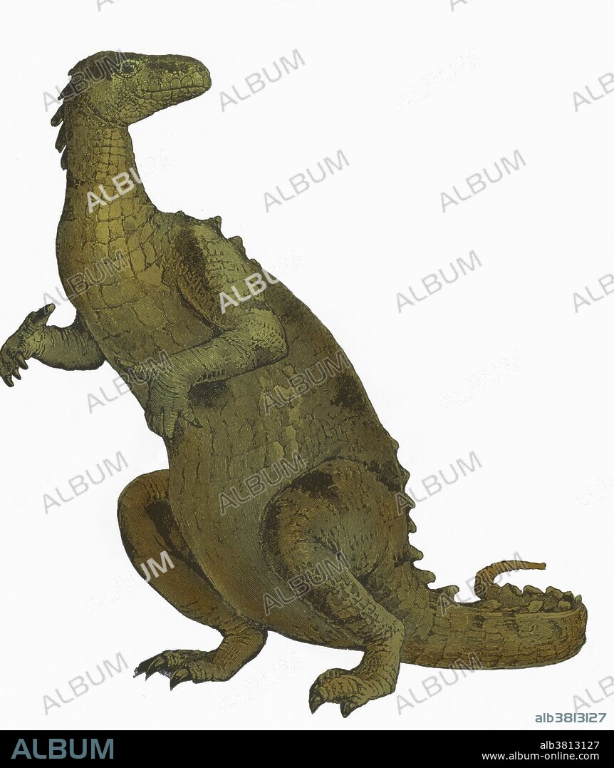 The word dinosaur was coined by Richard Owen in 1841, deinos (terrible) + sauros (lizard) which describe various extinct reptiles of the orders Saurischia and Ornithischia that flourished during the Mesozoic Era. Dinosaurs were carnivorous or herbivorous, dwelled mostly on land, and varied from the size of a small dog to the largest land animals that ever lived. Iguanodon a massive herbivorous long-tailed bipedal dinosaur of the genus Iguanodon, common in Europe and N Africa in Jurassic and Cretaceous times: suborder Ornithopoda (ornithopods).