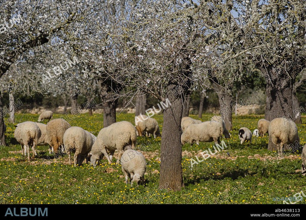 almendros floridos y rebaño de ovejas, Son Taixaquet, Llucmajor, Mallorca, Balearic Islands, Spain.