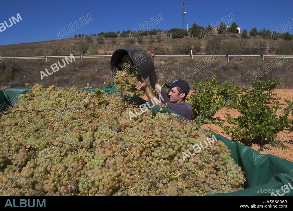 vendimia cerca de Cariñena; recogida tradicional de uva.