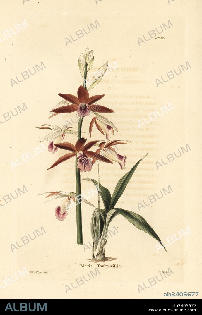 Greater swamp-orchid, Phaius tankervilleae (Bletia tankervilliae). Endangered. Handcoloured copperplate engraving by George Cooke after George Loddiges from Conrad Loddiges' Botanical Cabinet, Hackney, 1817.