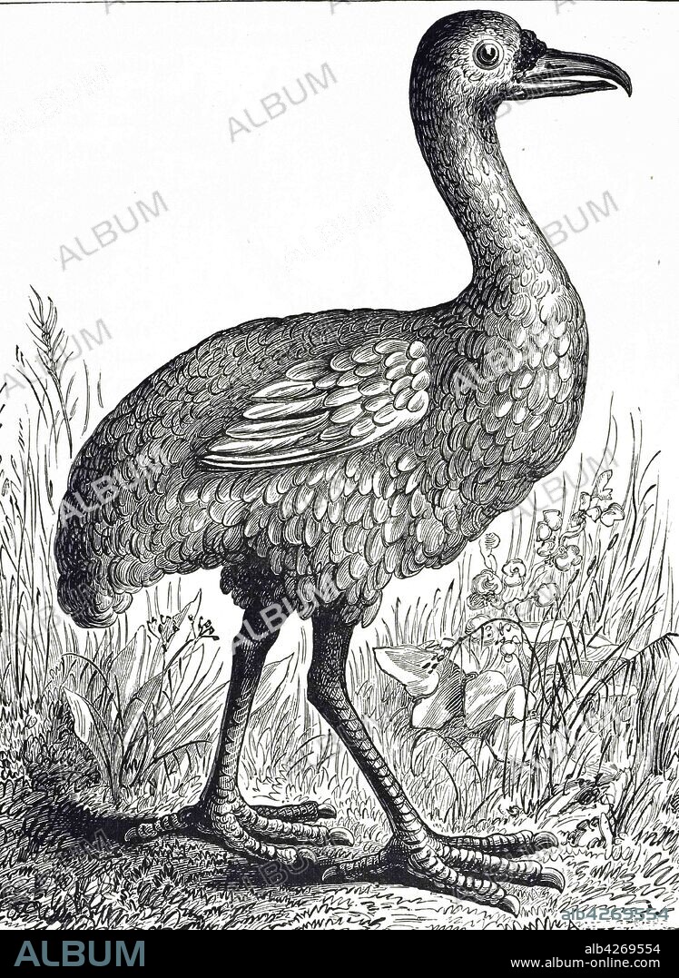 An engraving depicting a Rodrigues solitaire an extinct, flightless bird that was endemic to the island of Rodrigues, east of Madagascar in the Indian Ocean. Dated 19th century.