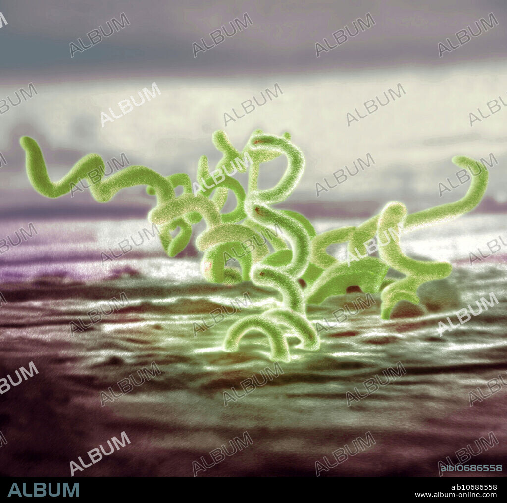 Scanning Electron Micrograph of Treponema pallidum on cultures of cotton-tail rabbit epithelium cells. The cause of syphilis, this microscopic bacterial organism is called a spirochete, a worm-like spiral-shaped organism that wiggles vigorously when viewed under a microscope. Treponema pallidum was discovered in 1905 by the German bacteriologist Fritz Schaudinn (1871-1906) who named it, putting together the Greek trepo (I turn) and nema (thread) with the Latin pallida (pale) to make a pale turning thread. In the United States, over 35,600 cases of syphilis were reported by health officials in 1999. Colorized version of image number BB7455.