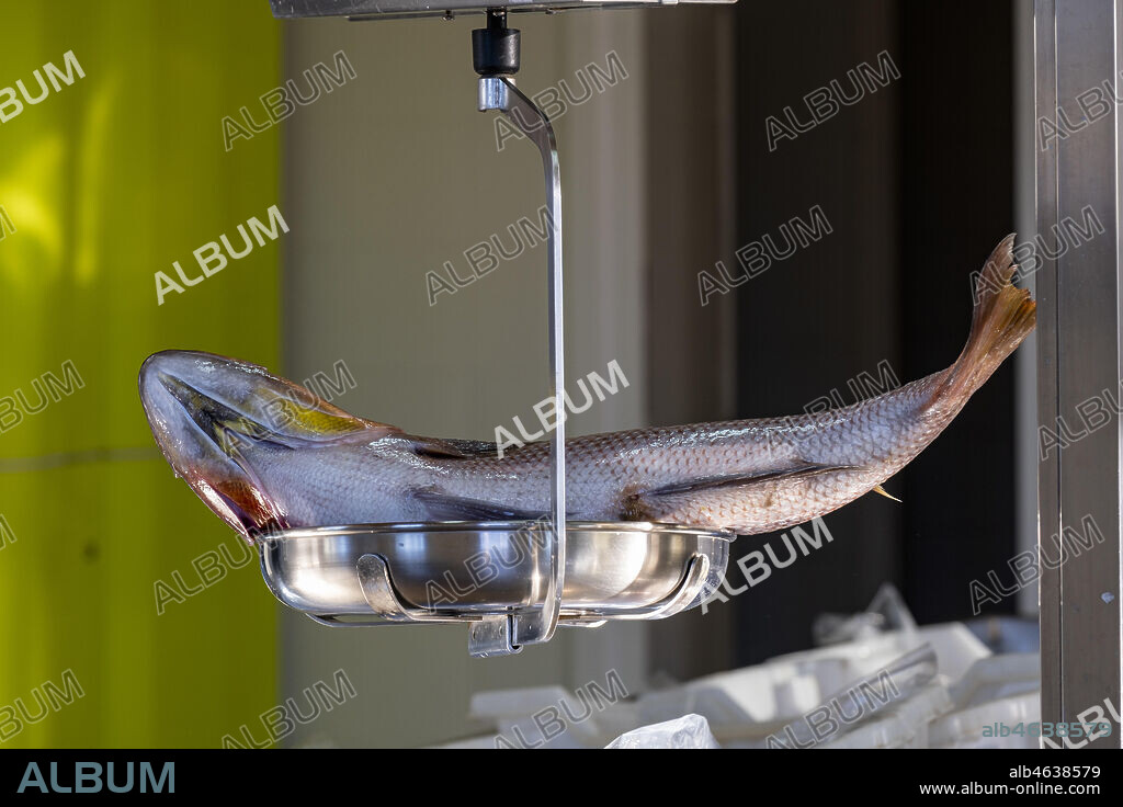 pescado en la lonja del puerto de Andratx, Mallorca, Balearic Islands, Spain.