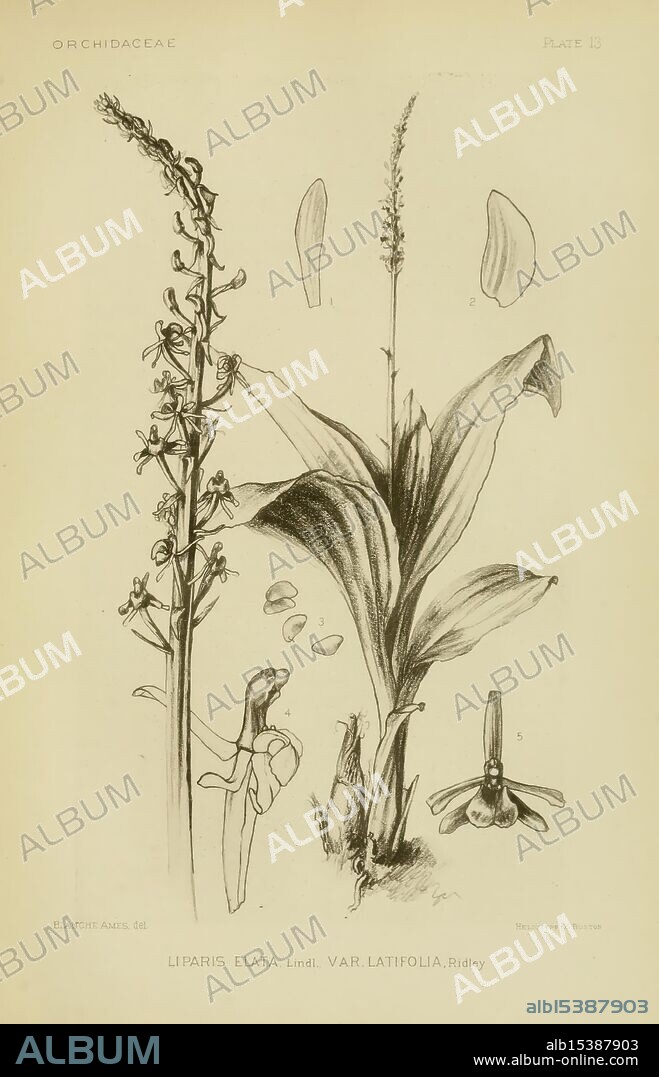 Orchidaceae Boston Houghton Mifflin 1905-22 Monocotyledoneae Orchidaceae Orchids Blanche Ames Ames Women in Science, A botanical illustration depicting the orchid species Liparis elata var. latifolia, originally described by Ridley. The composition features detailed renderings of the plant's elongated stems, slender leaves, and intricate flowers. Accompanying the main illustration are labeled drawings of flower parts, including petals and labellum, providing a clear understanding of the plant's morphology. The meticulous attention to detail showcases the unique characteristics of this orchid, emphasizing its place within the diverse Orchidaceae family.
