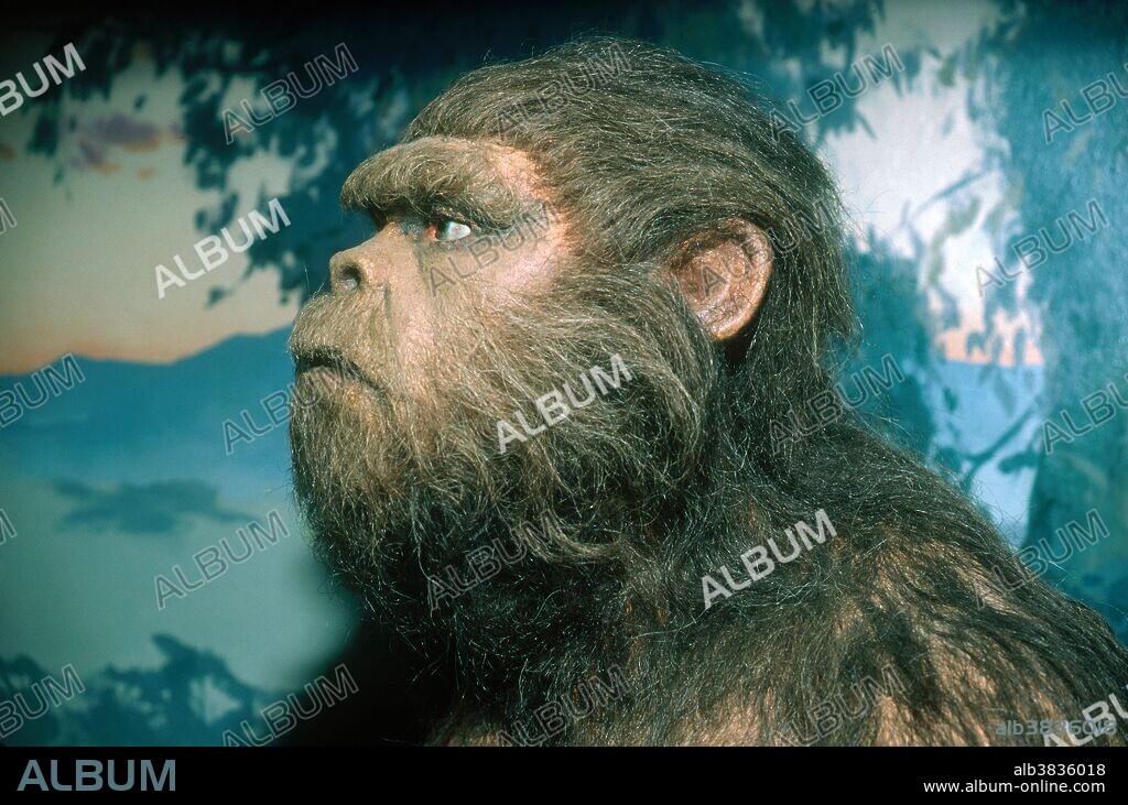 Paranthropus robustus. A model of the early hominid Paranthropus robustus. P. robustus means "robust equal of man" and the name is sometimes used interchangeably with Australopithecus robustus. P. robustus had a long, broad flattish face with facial buttressing and a powerful lower jaw. It was heavily built and its diet included vegetarian food. This species lived from 2.2 to 1 million years ago and is an extinct relative of humans. Fossil remains of the species were discovered in Swartkrans, a cave in South Africa.