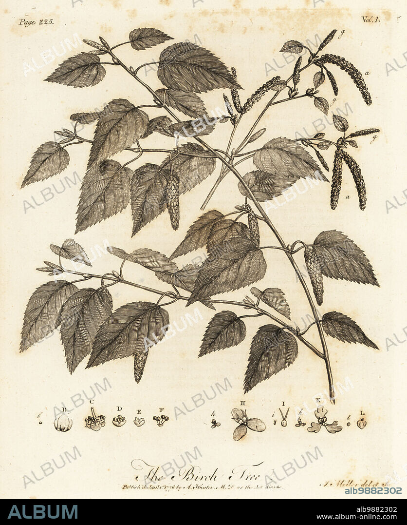 Downy birch, moor birch, white birch, European white birch or hairy birch, Betula pubescens. Birch Tree, Betula alba. Copperplate engraving drawn and engraved by John Miller (Johann Sebastian Muller) from John Evelyns Sylva, or A Discourse of Forest Trees and the Propagation of Timer, J. Dodsley, London, 1776.