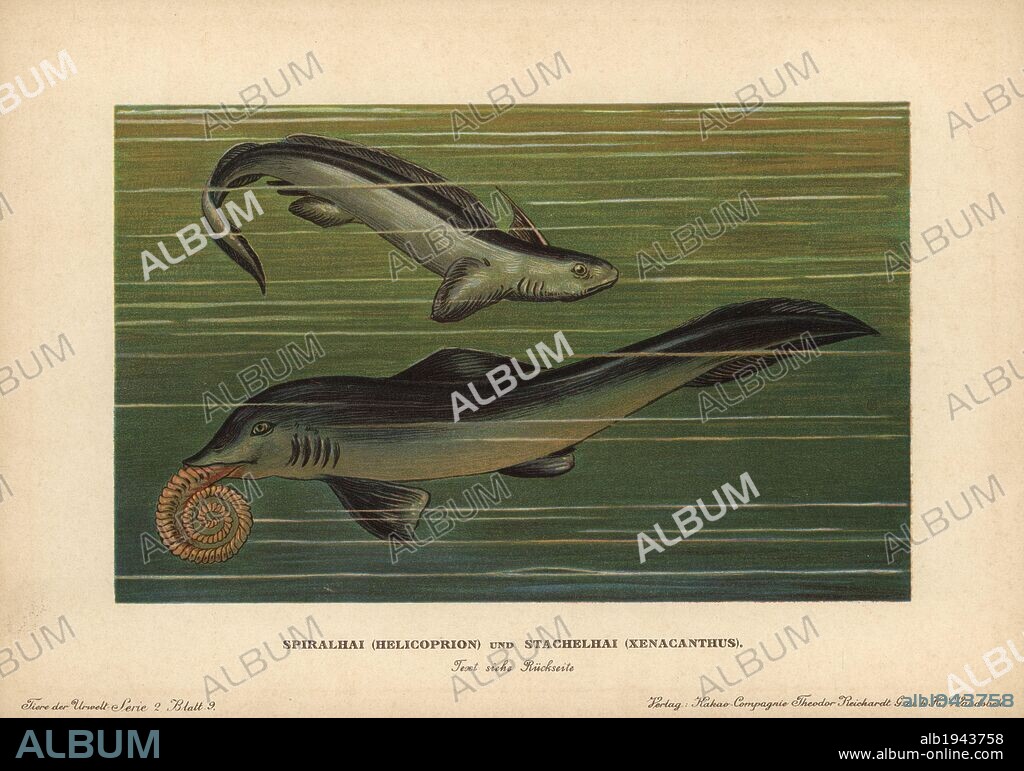 Helicoprion with tooth whorl, genus of shark-like cartilaginous fish, and Xenacanthus, genus of prehistoric shark. Both became extinct in the Triassic. Colour printed (chromolithograph) illustration by F. John from "Tiere der Urwelt" Animals of the Prehistoric World, 1910, Hamburg. From a series of prehistoric creature cards published by the Reichardt Cocoa company.