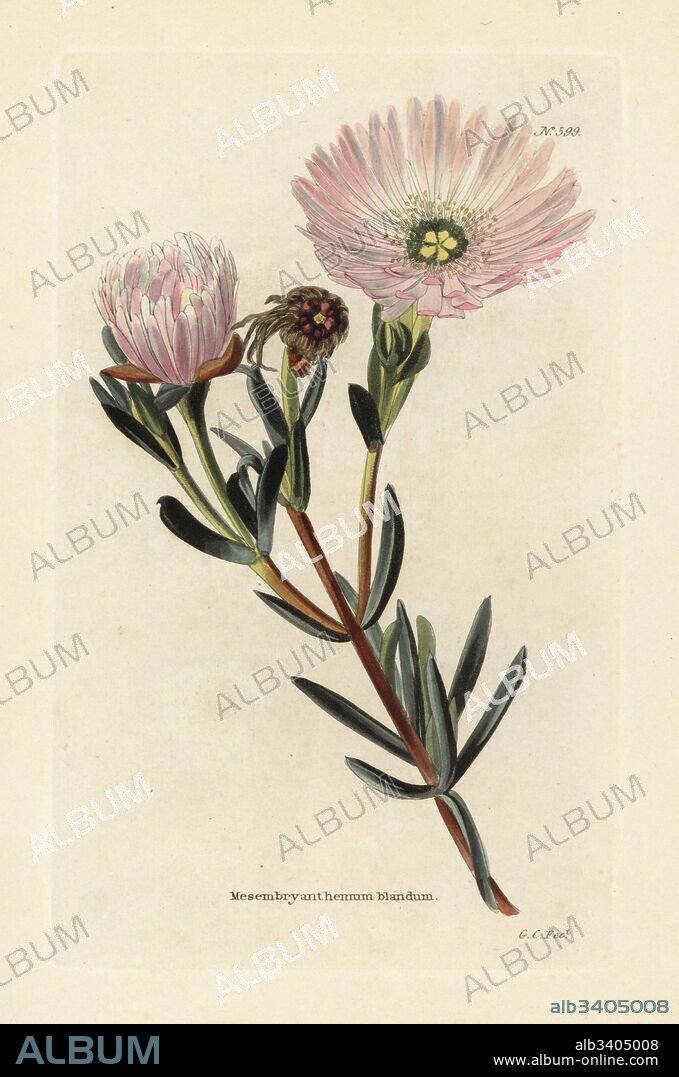 Pink vygie or ice plant, Lampranthus blandus (Mesembryanthemum blandum). Handcoloured copperplate engraving by George Cooke from Conrad Loddiges' Botanical Cabinet, Hackney, London, 1821.