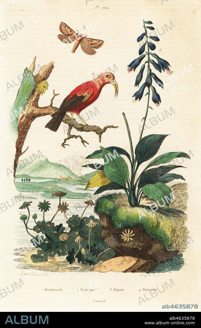 Blue plantain-lily, Hosta ventricosa 1, liverwort, Marchantia polymorpha 2, common swift moth, Korscheltellus lupulina 3, and Iiwi or scarlet honeycreeper, Drepanis coccinea 4. Hemerocale, Hepatique, Hepiale, Heoro-taire. Handcoloured steel engraving by Pfitzer after an illustration by A. Carie Baron from Felix-Edouard Guerin-Meneville's Dictionnaire Pittoresque d'Histoire Naturelle (Picturesque Dictionary of Natural History), Paris, 1834-39.