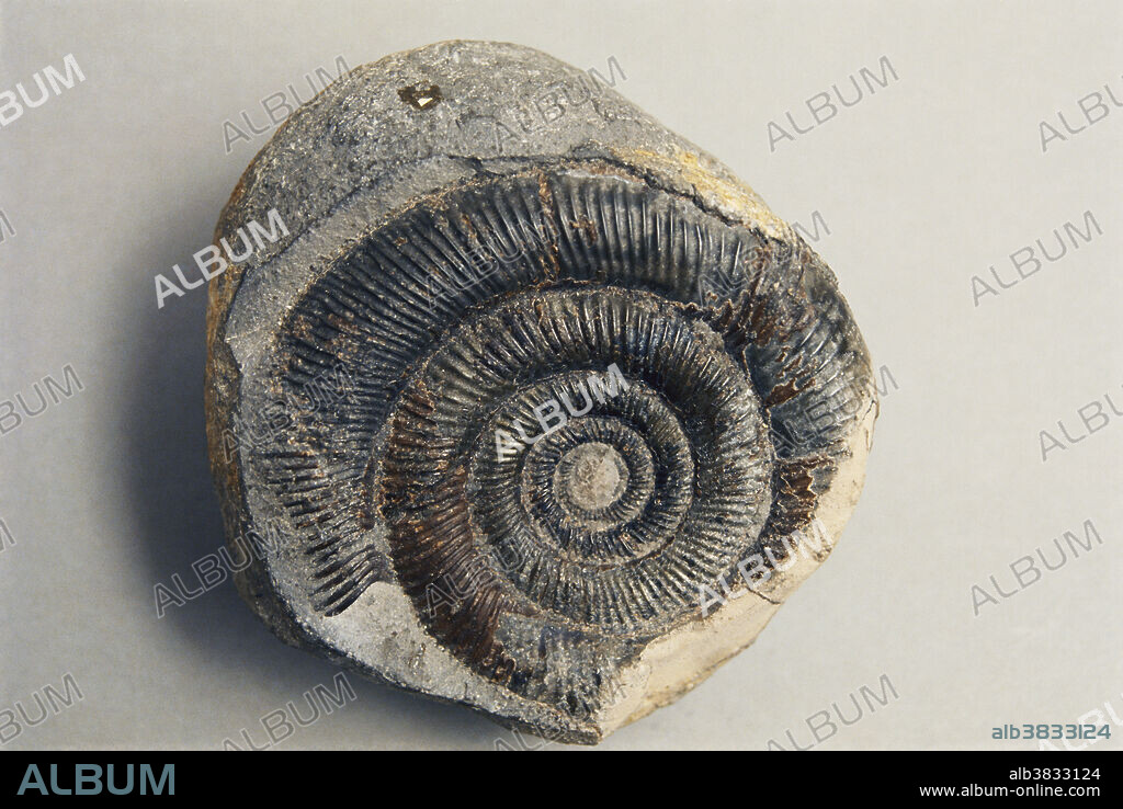 Ammonite