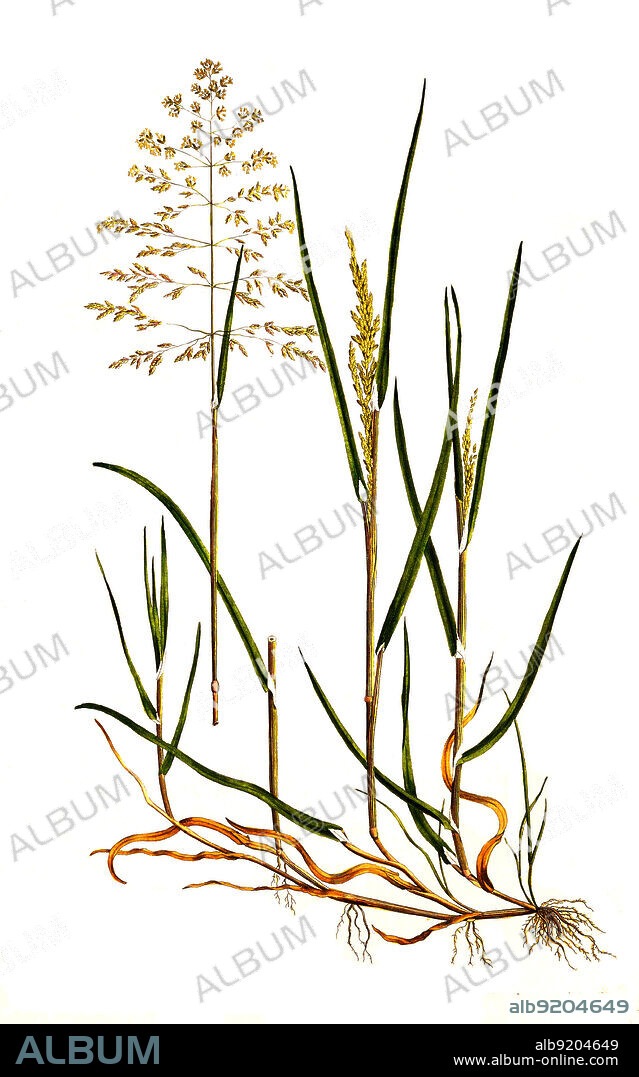 Gewöhnliches Rispengras, Poa trivialis, auch Gemeines Rispengras, Gemeine Rispe / Poa trivialis, rough bluegrass, rough-stalked meadow-grass or rough meadow-grass, historical, digital improved reproduction of an original from the 19th century / digital restaurierte Reproduktion einer Originalvorlage aus dem 19. Jahrhundert, genaues Originaldatum nicht bekannt.