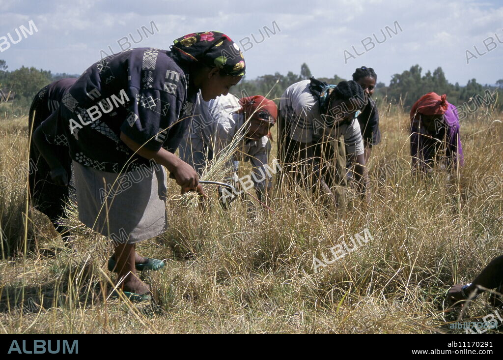 Team of women harvesting crops, Soddo, Ethiopia, Africa.