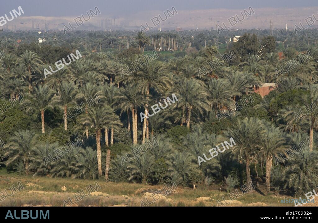EGIPTO. OASIS PALMERAL. Alrededores de la Necrópolis de Sakkara.