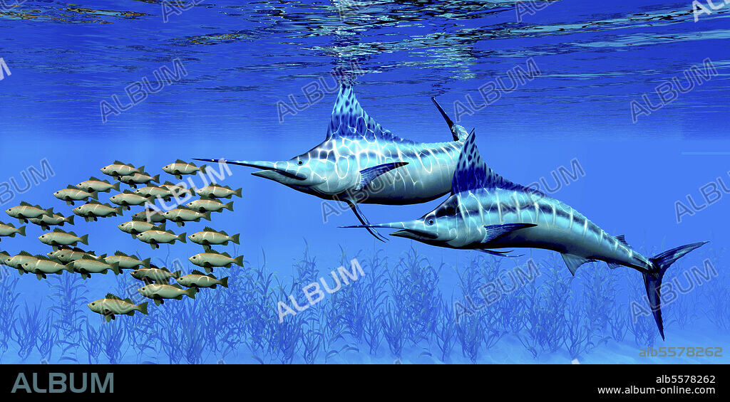 Predatory blue marlin fish hunting a school of bocaccio rockfish over a kelp bed on the ocean floor.