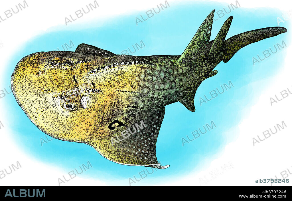 Illustration of the Bowmouth Guitarfish (Rhina ancylostoma), a rare species of ray found in the tropical coastal waters of the western Indo-Pacific.