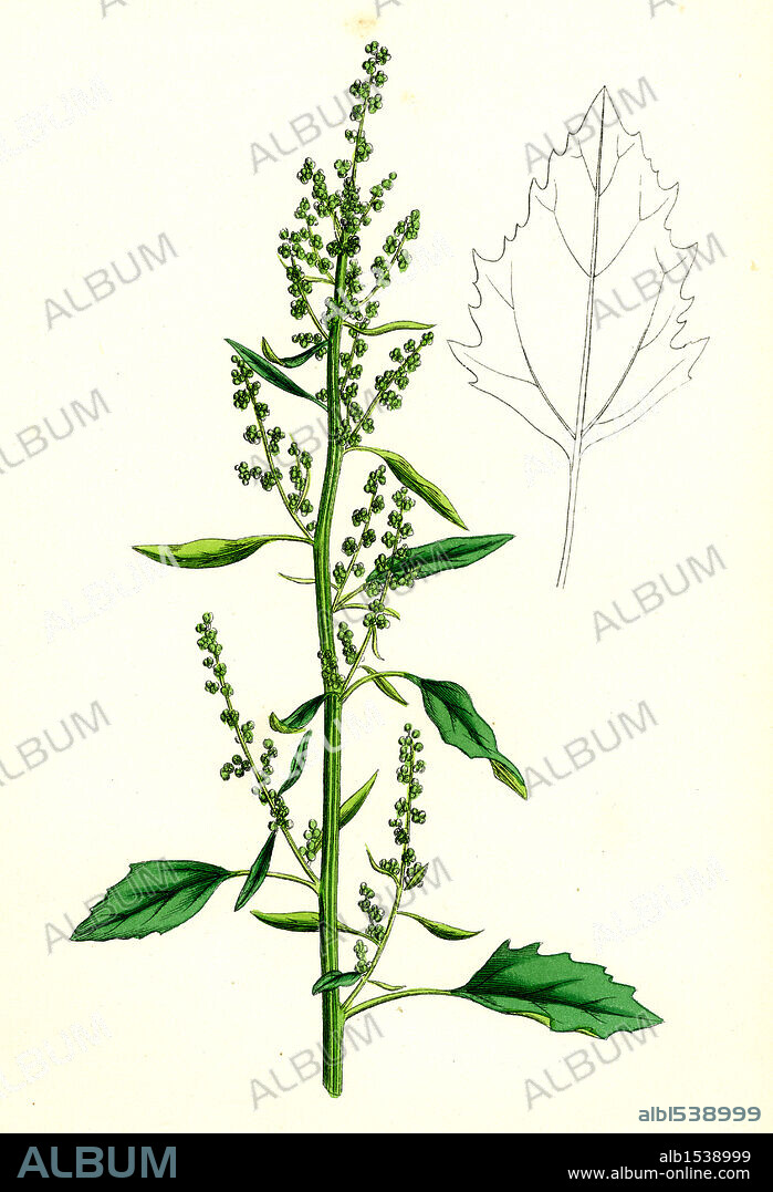 Chenopodium album var. paganum; Green Goosefoot, var. B.