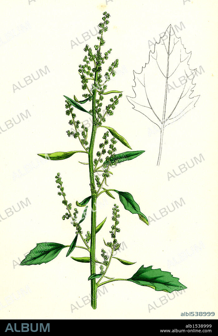 Chenopodium album var. paganum; Green Goosefoot, var. B.