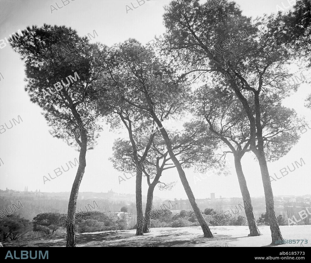 PINOS EN LA CASA DE CAMPO - FOTOGRAFIA EN BLANCO Y NEGRO - AÑOS 50.