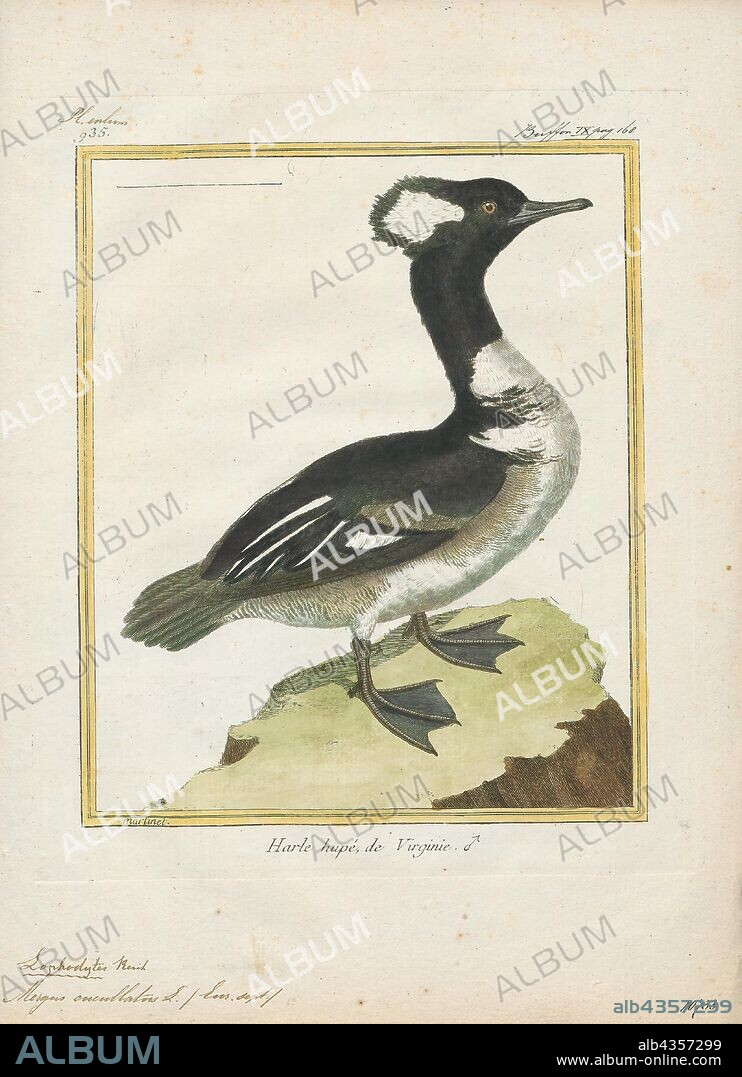 Mergus cucullatus, Print, The hooded merganser (Lophodytes cucullatus) is a species of small duck. It is the only extant species in the genus Lophodytes. The genus name derives from the Greek language: lophos meaning 'crest', and dutes meaning diver. The bird is striking in appearance; both sexes have crests that they can raise or lower, and the breeding plumage of the male is handsomely patterned and coloured. The hooded merganser has a sawbill but is not classified as a typical merganser., 1700-1880.