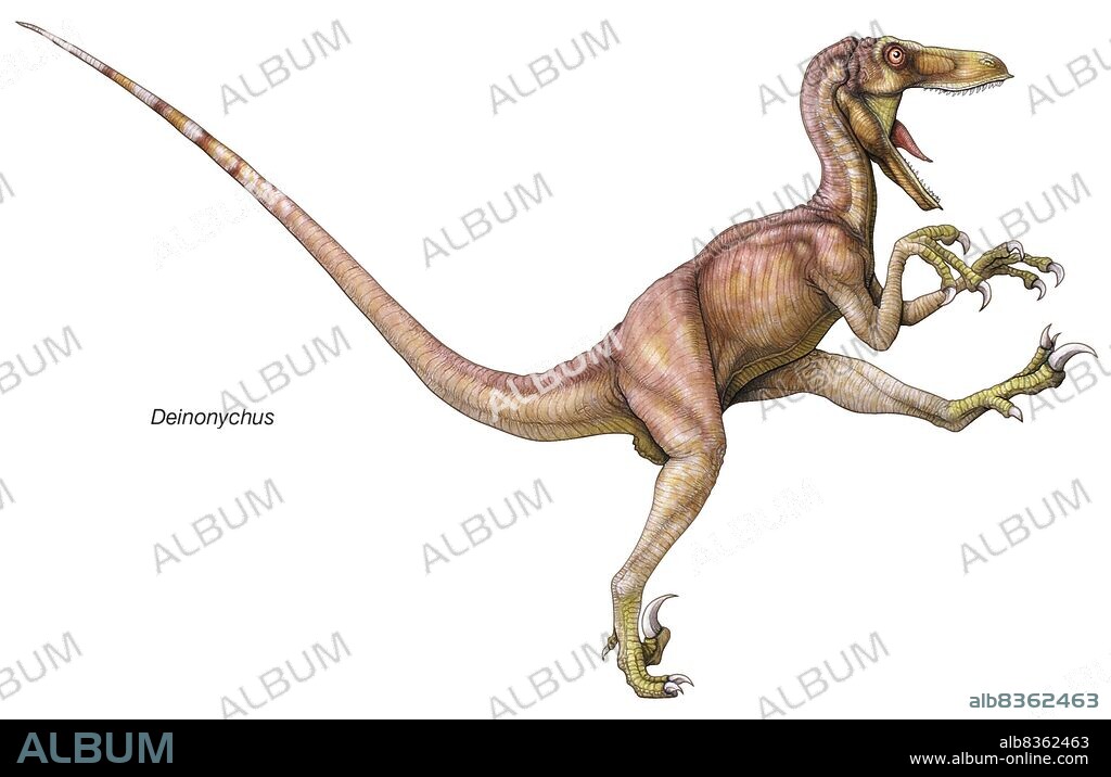 Early Cretaceous dinosaur Deinonychus, whose name means "terrible claw," after the huge, sharp claws on each of its second toes.