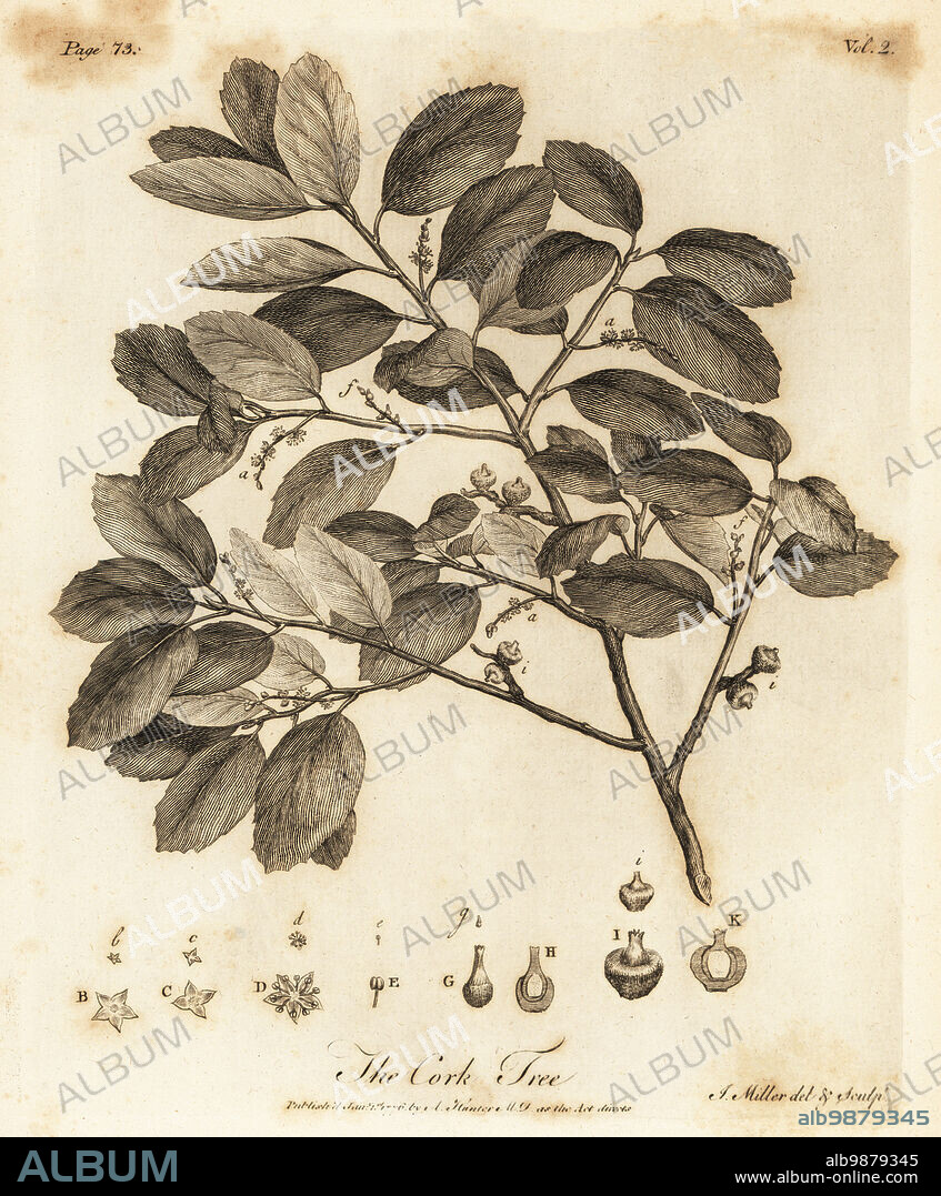 Cork oak, Quercus suber. The Cork Tree. Copperplate engraving drawn and engraved by John Miller (Johann Sebastian Muller) from John Evelyns Sylva, or A Discourse of Forest Trees and the Propagation of Timer, J. Dodsley, London, 1776.
