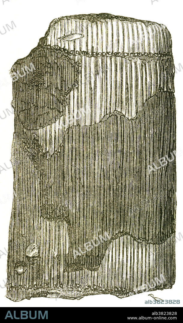 Trunk of Calamites, an immense horsetail from the Carboniferous Period that grew 30 to 40 feet high. Illustration from Louis Figuier's The World Before the Deluge, 1867 American edition.