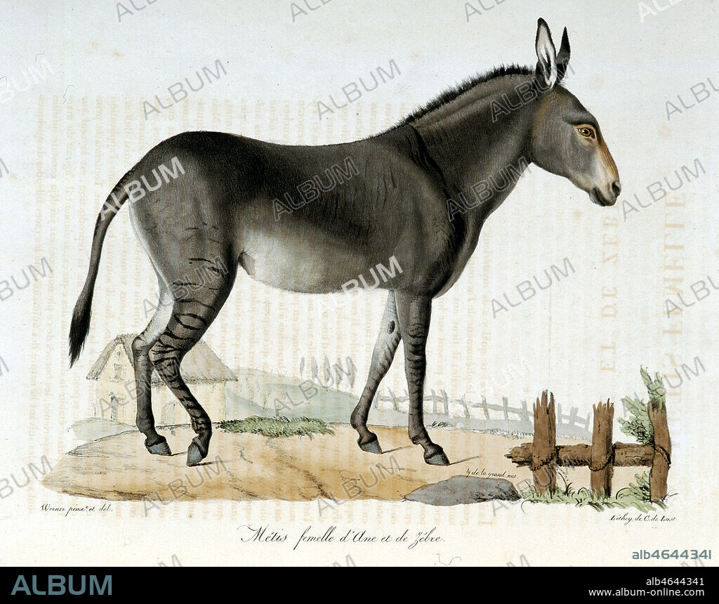 Planche zoologique : Métis femelle âne et zèbre . Gravure de WERNER in Histoire naturelle des mammifères, par Etienne Geoffroy SAINT-HILAIRE et Frédéric CUVIER en 1824. Collection Mx/Kharbine-Tapabor.