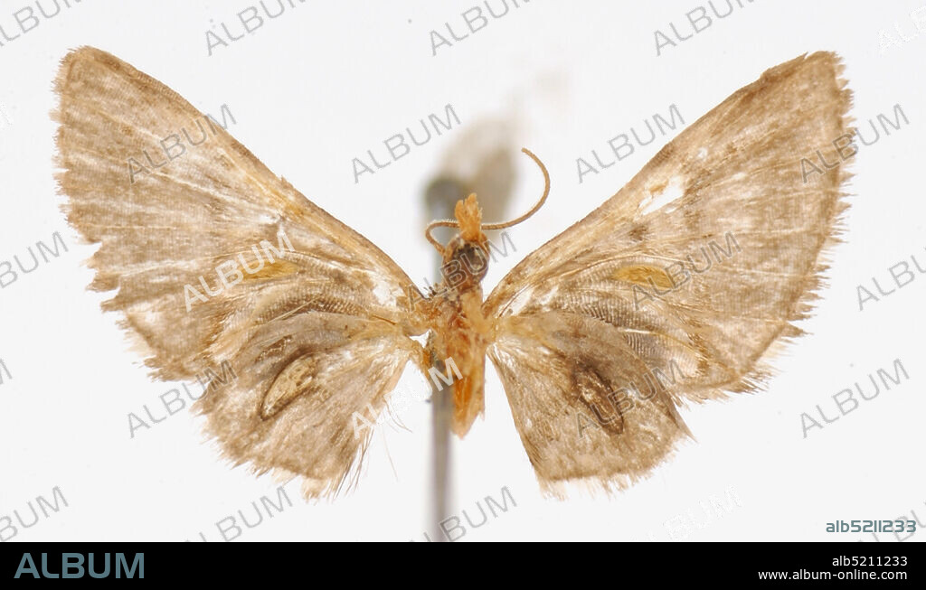 Pinned, Guapiles, Costa Rica, Dochephora discordans Schaus, 1913, Animalia, Arthropoda, Insecta, Lepidoptera, Geometridae, Larentiinae.