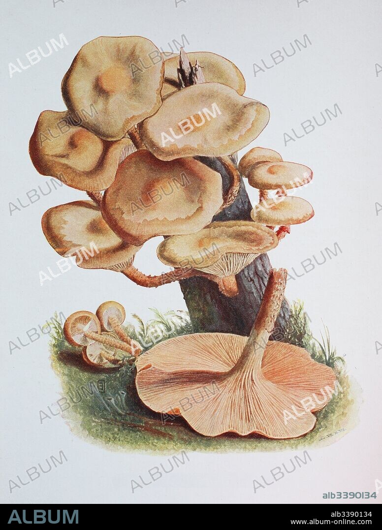Kuehneromyces mutabilis, synonym: Pholiota mutabilis, commonly known as the sheathed woodtuft, digital reproduction of an ilustration of Emil Doerstling (1859-1940).