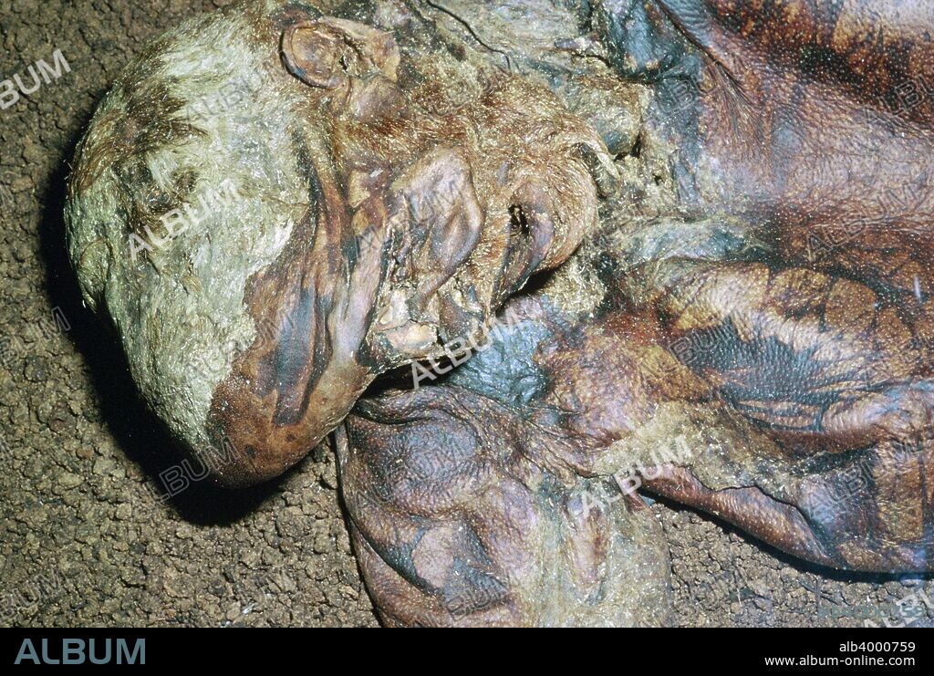 A Celtic iron age man, approximately twenty, found in 1984 in Lindow Moss peat bog, Cheshire. It is likely that he was ritually killed before being deposited in the bog, c2nd century BC.