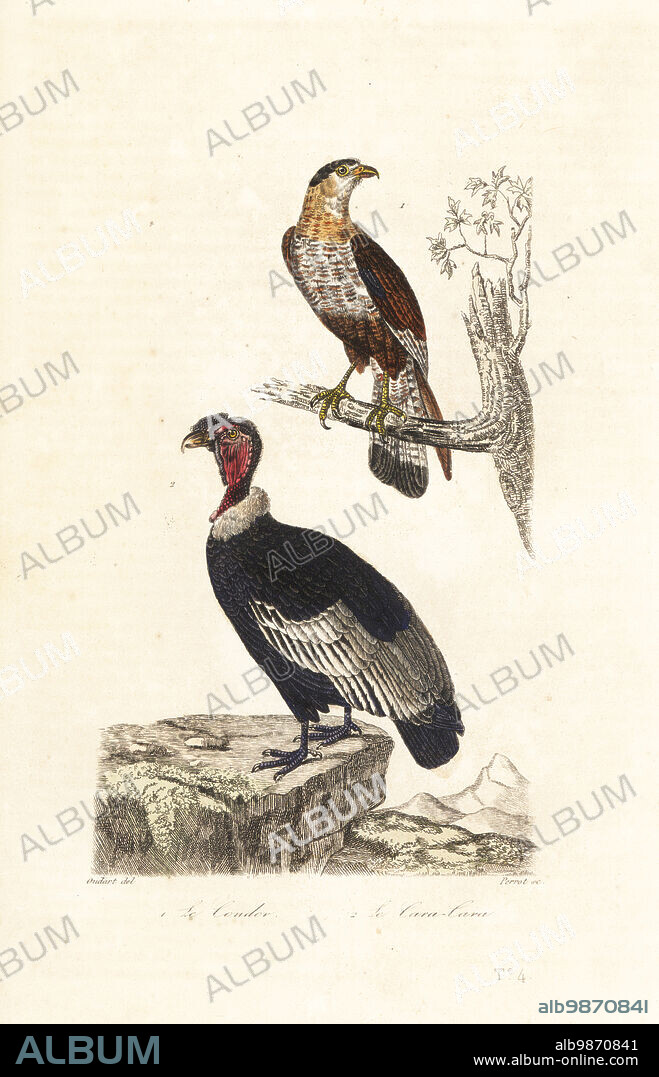 Andean condor, Le condor, Vultur gryphus 2, and le cara-cara, southern crested caracara, Caracara plancus 1. Handcoloured engraving by Perrot after an illustration by Pierre Oudart from Achille Richard's Oeuvres Completes de Buffon, Pourrat Freres, Paris, 1839.