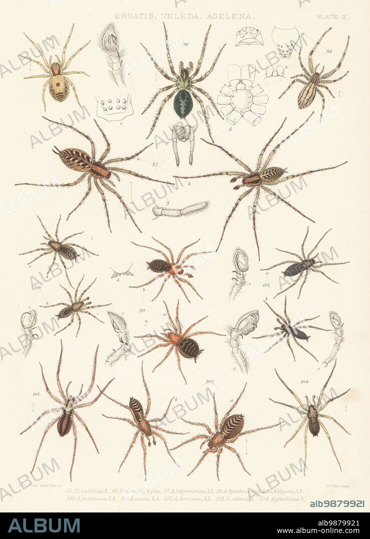 Nigma puella 94, feather-legged spider, Uloborus walckenaerius 96, Agelena labyrinthica 97, dwarf sheet spider, Cryphoeca silvicola 98, marsh combtail, Antistea elegans 99, common combtailed, Hahnia montana 100, Hahnia nava 101, fairy lamp spider, Agroeca brunnea 102, sac spiders, Scotina celans 103, and Scotina gracilipes 104. Ergatis, Veleda, Agelena. Handcoloured lithograph by W. West after Tuffen West from John Blackwalls A History of the Spiders of Great Britain and Ireland, Ray Society, London, 1861.
