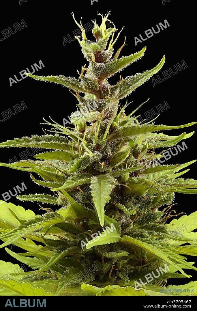 Close-up of a Cannabis sativa female in full flower: pistils (fuzzy white or amber colored hair-like structures), bracts (modified leaves) and trichomes (cellular growths like sprinkle of dew). Hemp fibre, medicinal drugs, marijuana, hashish and hash oil are obtained from the plant. It is one of the 50 fundamental herbs of Traditional Chinese Medicine and the only plant that produces cannabinoids (approximately 40 of them) which have numerous well-documented beneficial effects: stimulation of hunger in chemotherapy and AIDS patients, decrease of intraocular pressure, analgesic, antispasmodic, antibacterial and expectorant. It is also a potential treatment for Alzheimer's disease, Myasthenia Gravis, multiple sclerosis, gastrointestinal illness, depression and glaucoma. Field of view size: 40.0 x 59.7 mm (1.57 x 2.35 in).