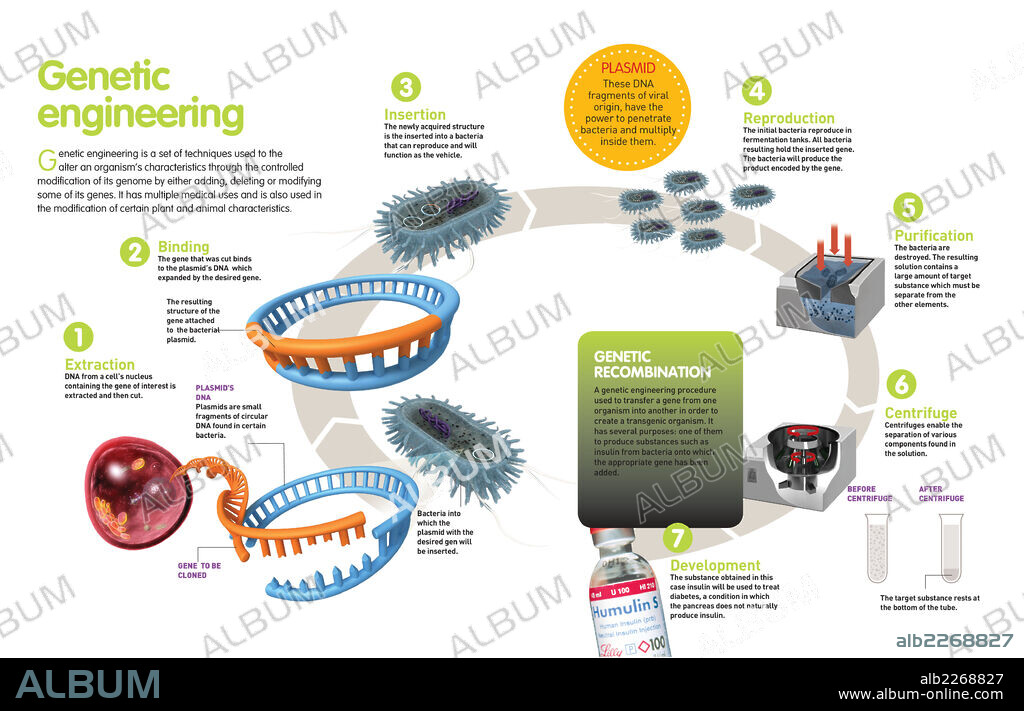 GENETIC ENGINEERING. Infographic about genetic engineering, and how, with it, insulin can be obtained.