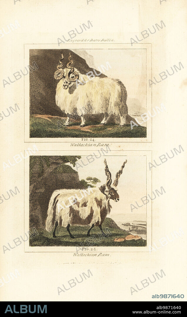 Racka or Hortobagy Racka rams with spiral horns, domesticated breed of Ovis aries, from Hungary. Wallachian rams. Handcoloured copperplate engraving after Jacques de Seve from James Smith Barrs edition of Comte Buffons Natural History, A Theory of the Earth, General History of Man, Brute Creation, Vegetables, Minerals, T. Gillet, H. D. Symonds, Paternoster Row, London, 1807.