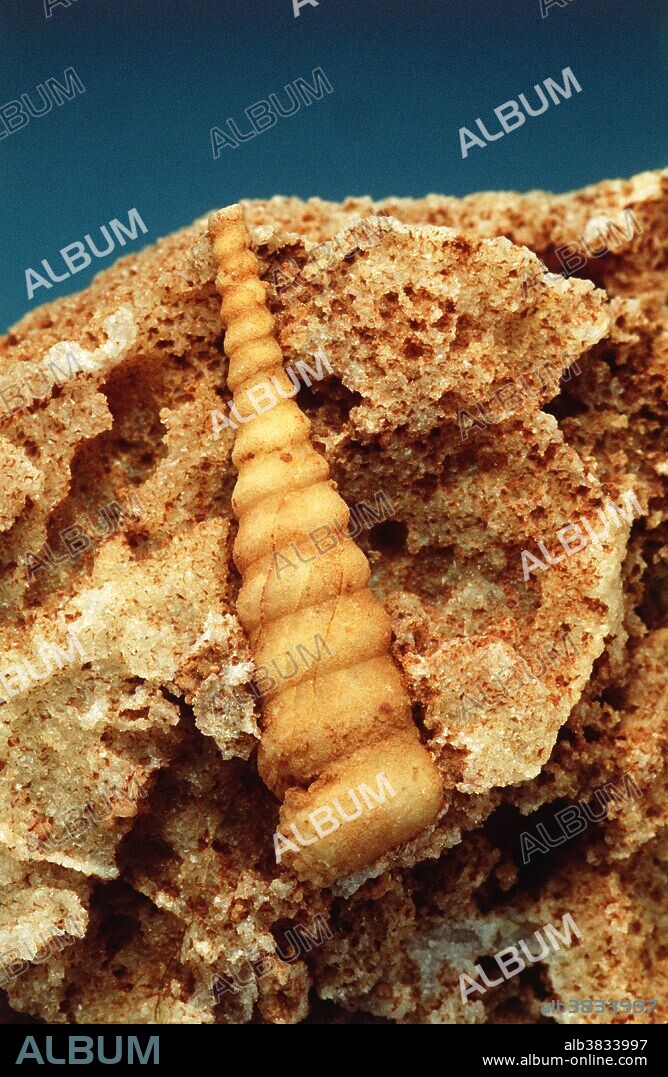 Gastropod fossil