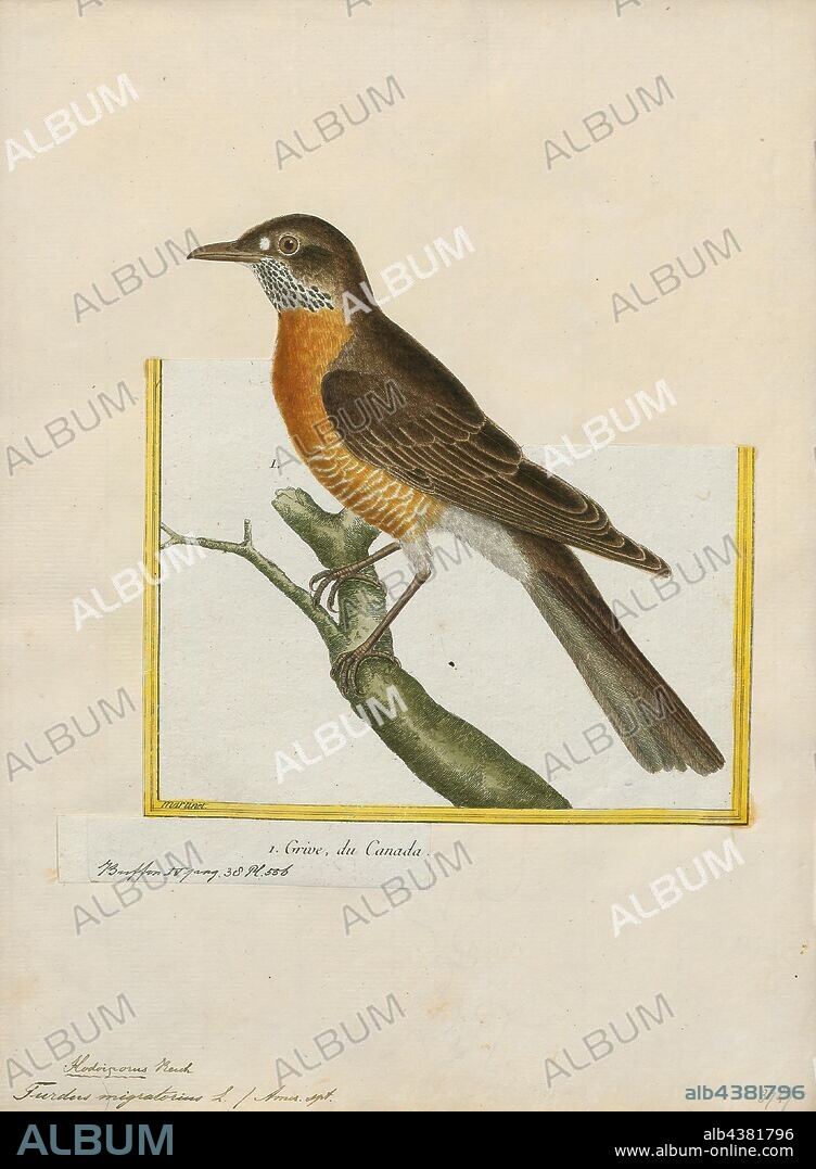 Turdus migratorius, Print, The American robin (Turdus migratorius) is a migratory songbird of the true thrush genus and Turdidae, the wider thrush family. It is named after the European robin because of its reddish-orange breast, though the two species are not closely related, with the European robin belonging to the Old World flycatcher family. The American robin is widely distributed throughout North America, wintering from southern Canada to central Mexico and along the Pacific Coast. It is the state bird of Connecticut, Michigan, and Wisconsin. According to some sources, the American robin ranks behind only the red-winged blackbird (and just ahead of the introduced European starling and the not-always-naturally-occurring house finch) as the most abundant extant land bird in North America. It has seven subspecies, but only T. m. confinis of Baja California Sur is particularly distinctive, with pale gray-brown underparts., 1700-1880.
