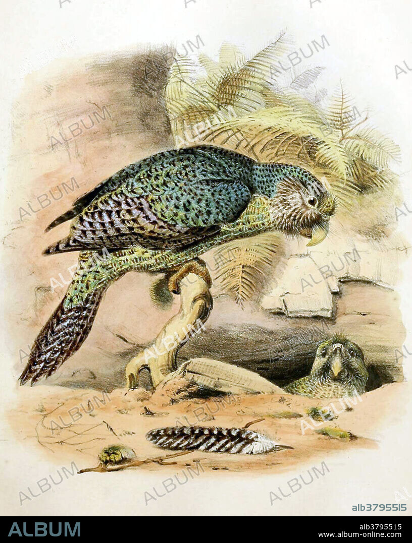 The kakapo, also called owl parrot, is a species of large, flightless, nocturnal, ground-dwelling parrot of the super-family Strigopoidea endemic to New Zealand. It is the world's only flightless parrot, the heaviest parrot, nocturnal, herbivorous, visibly sexually dimorphic in body size, has a low basal metabolic rate and no male parental care, and is the only parrot to have a polygynous lek breeding system. It is also possibly one of the world's longest-living birds. The kakapo is critically endangered; as of March 2014, with an additional six from the first hatchings since 2011, the total known population is only 126 living individuals. Because of Polynesian and European colonization and the introduction of predators such as cats, rats, ferrets, and stoats, the kakapo was almost wiped out. Taken from The zoology of the voyage of the H.M.S. Erebus & Terror edited by John Richardson and John Edward Gray, published 1844-75.