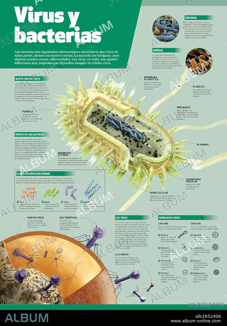 Virus y bacterias. Infografía sobre virus y bacterias.