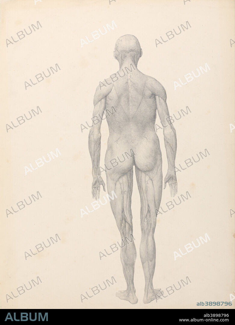 GEORGE STUBBS. A Comparative Anatomical Exposition of the Structure of the Human Body with that of a Tiger and a Common Fowl: Human Figure, Posterior View, Partially Dissected (Finished Study for Table XII). Date/Period: 1795 to 1806. Drawing. Graphite on moderately thick, slightly textured, cream wove paper lined with Japanese paper. Height: 533 mm (20.98 in); Width: 403 mm (15.86 in).