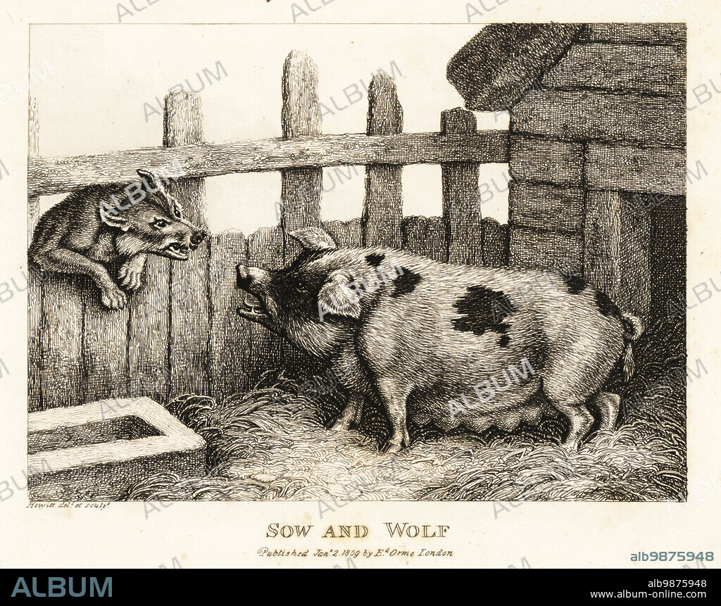 A large sow in a pig sty snarling at a wolf. Sow and Wolf. Illustration of a fable by Greek author Aesop. Copperplate etching drawn and engraved from life by Samuel Howitt from his own A New Work of Animals, Principally Designed from the Fables of Aesop, Gay and Phaedrus, Edward Orme, London, 1811.