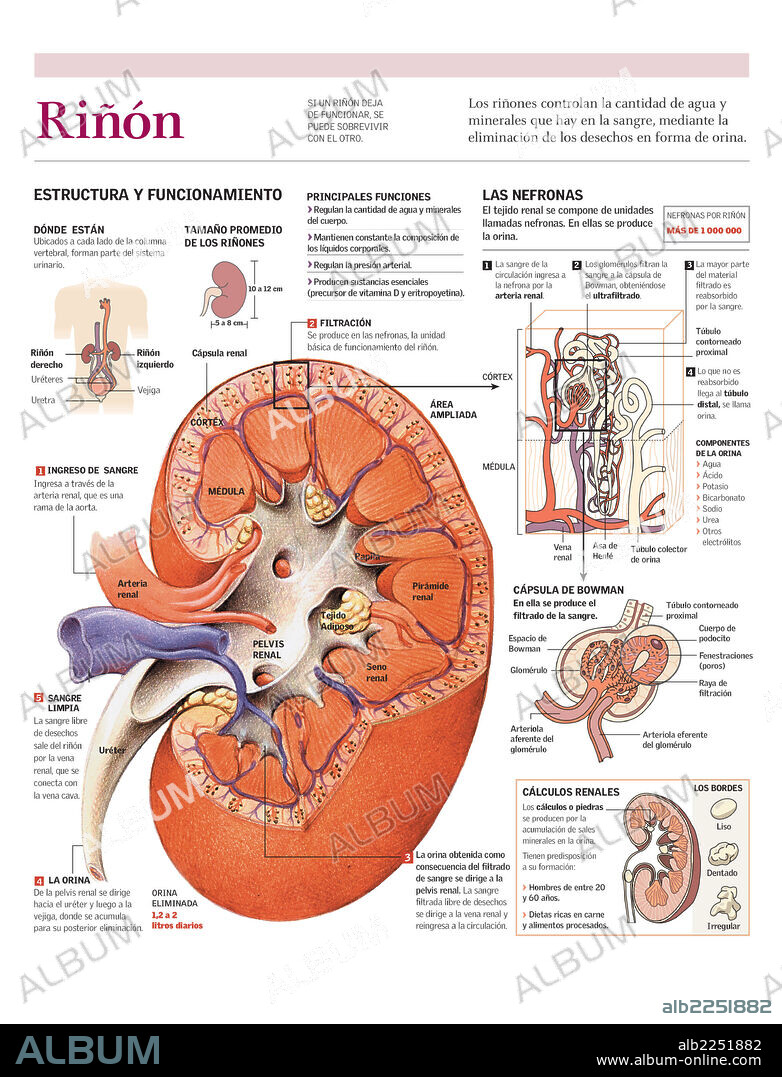 riñón. Infografía de las partes del riñón humano y el proceso de filtración de la sangre y producción de orina.