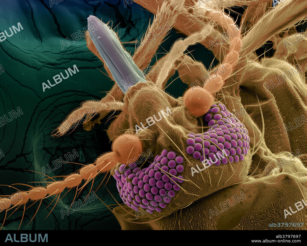 Colour-enhanced Scanning Electron Micrograph (SEM) of a biting midge (Ceratopogonidae sp.), more commonly known as a No See-Um. Magnification: x165 when printed 10 cm wide.