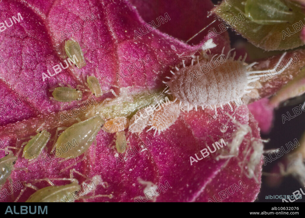 Glasshouse potato aphids (Aulacorthum solani), and glasshouse mealybugs (Pseudococcus viburni) on a Bougainvillea flower in a conservatory.
