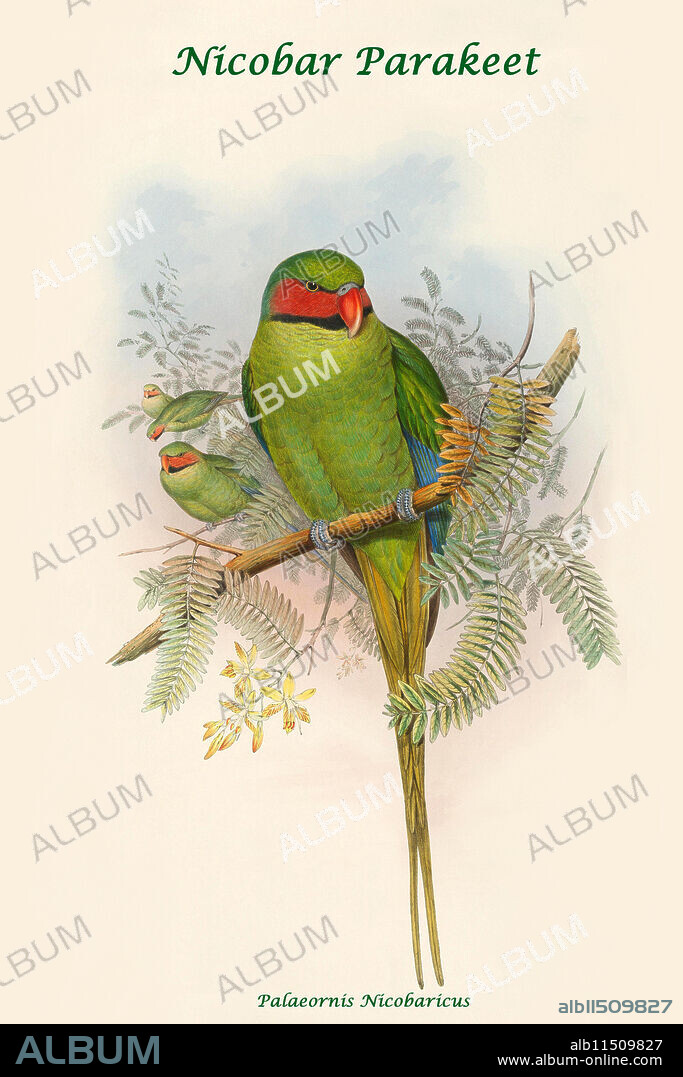 Palaeornis Nicobaricus - Nicobar Parakeet.  An illustrated book plate from Naturalist John Gould.   John Gould FRS (14 September 1804 – 3 February 1881) was an English ornithologist and bird artist. He published a number of monographs on birds, illustrated by plates that he produced with the assistance of his wife, Elizabeth Gould, and several other artists including Edward Lear, Henry Constantine Richter, Joseph Wolf and William Matthew Hart.