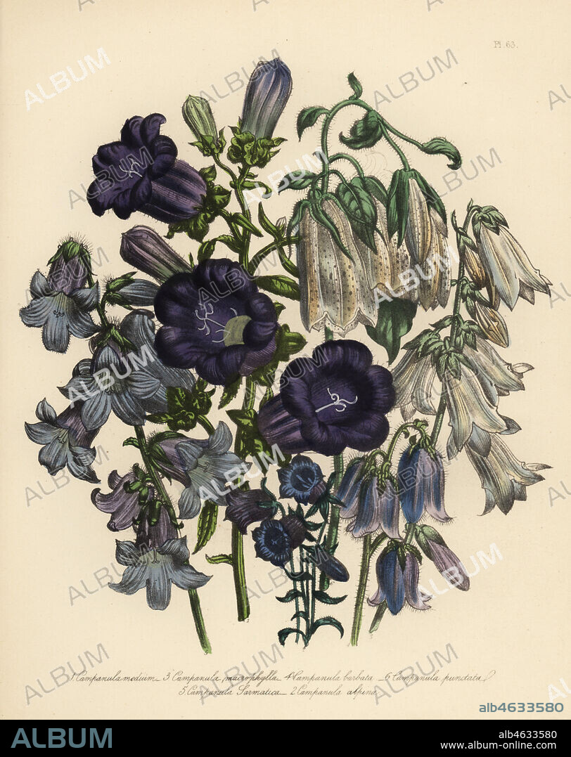 Canterbury bell, Campanula medium, alpine bellflower, C. alpina, large-leaved campanula, C. macrophylla, bearded campanula, C. barbata, Polish bellflower, C. sarmantica, and spotted campanula, C. punctata. Handfinished chromolithograph by Henry Noel Humphreys after an illustration by Jane Loudon from Mrs. Jane Loudon's Ladies Flower Garden of Ornamental Perennials, William S. Orr, London, 1849.