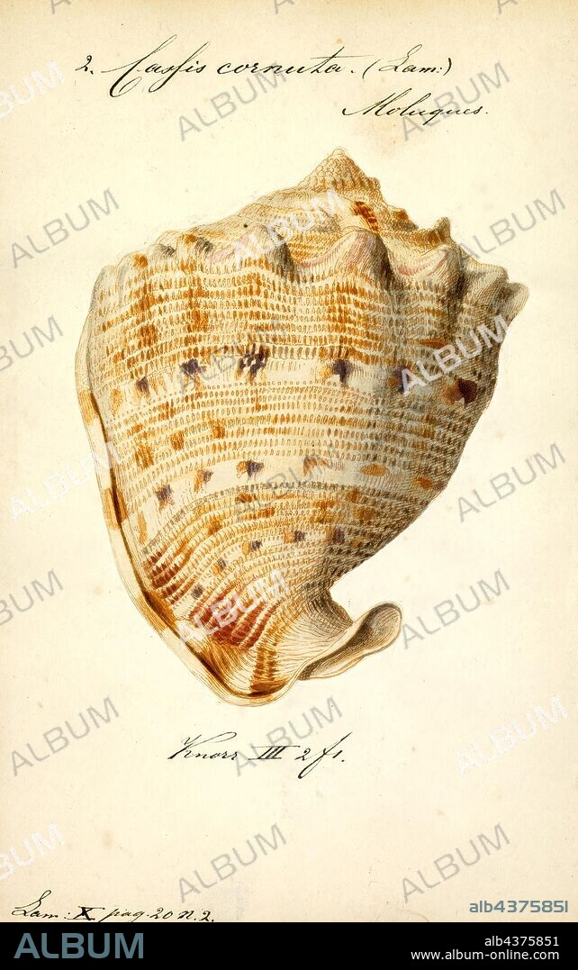 Cassis cornuta, Print, Cassis cornuta, common name the horned helmet, is a species of extremely large sea snail, a marine gastropod mollusc in the family Cassidae, the helmet shells and their allies.