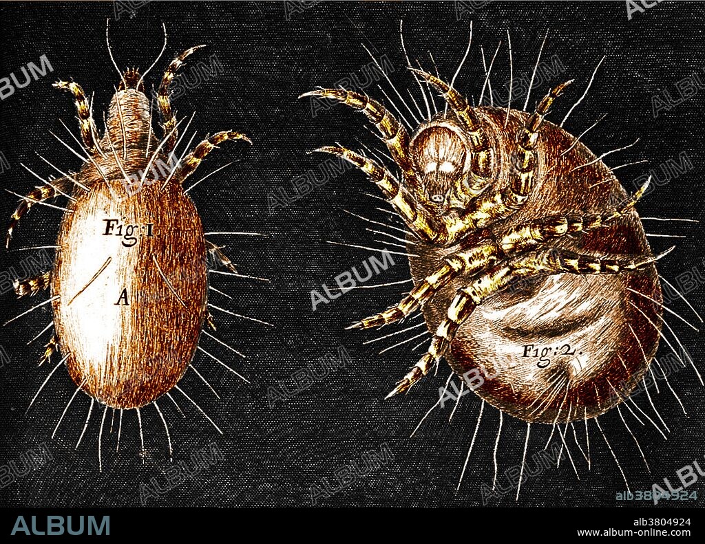 Mites as seen under a microscope, from an illustration in Robert Hooke's "Micrographia," published in 1665. Robert Hooke (1635-1703), among many achievements, coined the biological term cell and wrote the book "Micrographia," detailing his observations through his microscope. Mites, along with ticks, are small arthropods belonging to the subclass Acari (also known as Acarina) and the class Arachnida.