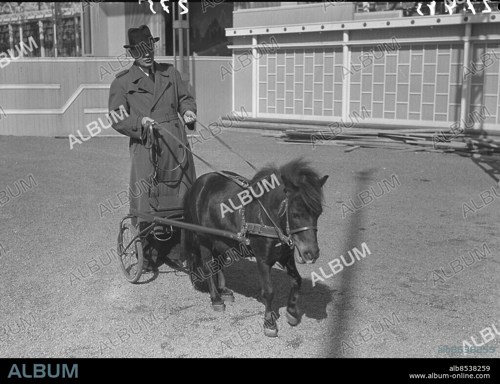 Göteborg 1943-04-27. Chefen Liseberg Einar Ekström tillsammans med en liten häst och vagn - en s.k. sulky - *** Local Caption *** GT Låda Krep 2013-09. KAMERAREPORTAGE.